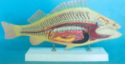 FISH ANATOMICAL MODEL WITH BASE